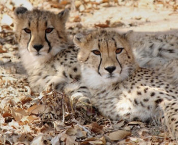 Zuid-Afrika Cheetah and Wildlife Conservation