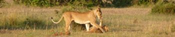 Kenia: Wildlife Conservation and Community
