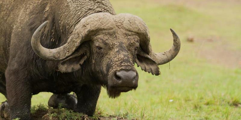Kenia Wildlife Conservation and Community buffalo