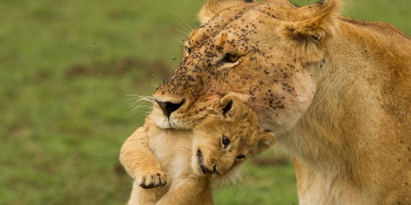 Kenia Wildlife Conservation and Community leeuw met cub