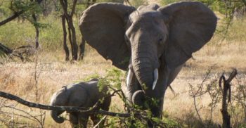 Kenia Wildlife Conservation and Community olifanten tellen