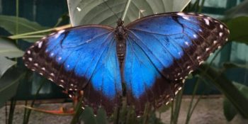 Kickstart Costa Rica vlinder
