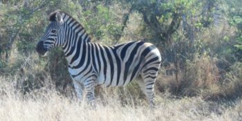 Kruger to Cape Kruger tour