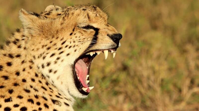 Masai Mara Big Cat Conservation 11