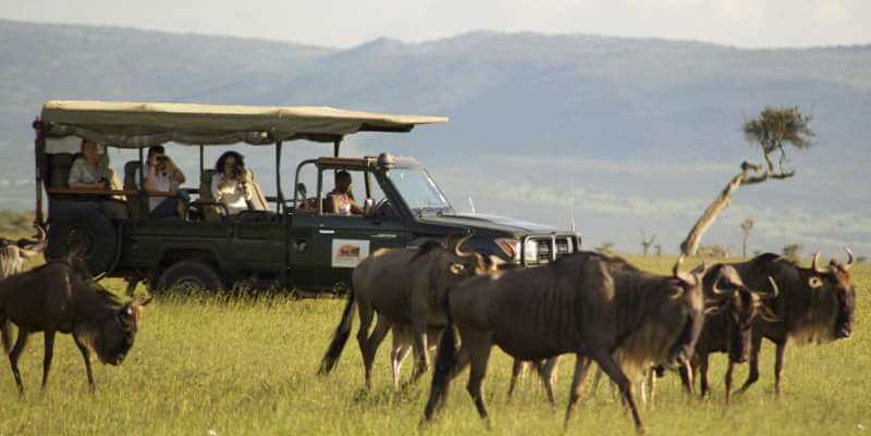 Masai Mara Big Cat Conservation 12