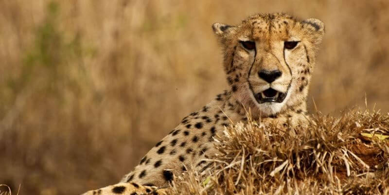 Masai Mara Big Cat Conservation 2
