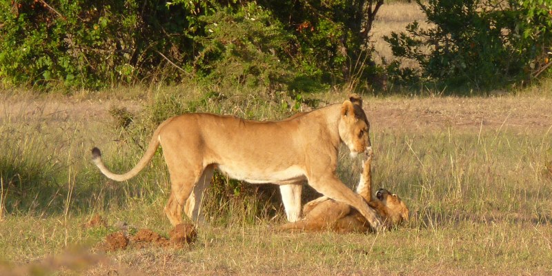 Masai Mara Big Cat Conservation Big Cat monitoring 2