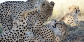 Namibie Wildlife Rehab and Research cheetahs