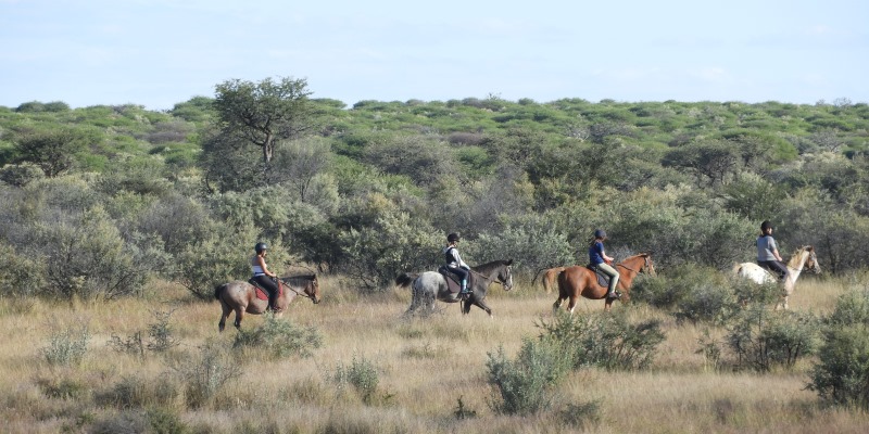 Namibie Wildlife Rehab and Research horses