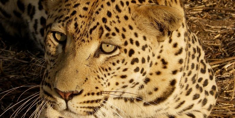Namibie-Wildlife-Rehab-and-Research-jaguar.