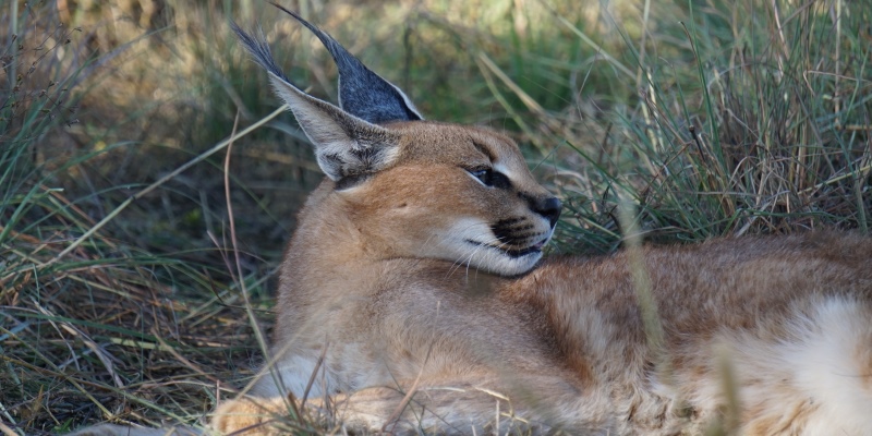 Namibie Wildlife Rehab and Research lynx