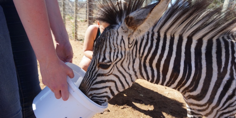 Namibie Wildlife Rehab and Research rehab centre