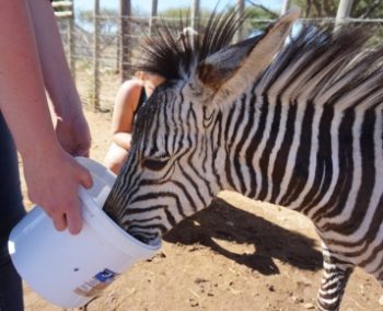 Namibie Wildlife Rehab and Research