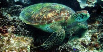 Seychellen Marine and Terrestrial Conservation 10