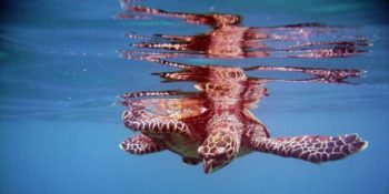 Seychellen Marine and Terrestrial Conservation 12