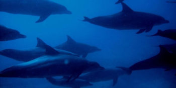 Seychellen Marine and Terrestrial Conservation 9