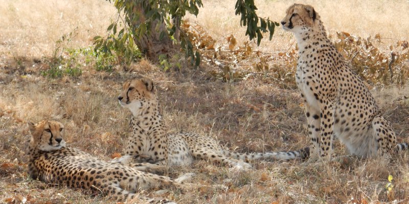Zuid-Afrika Cheetah and Wildlife Conservation 3