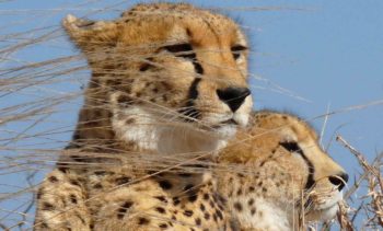 Zuid-Afrika Cheetah and Wildlife Conservation 5
