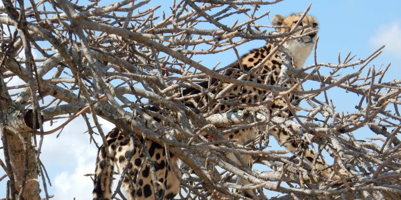 Zuid-Afrika Cheetah and Wildlife Conservationa Cheetah in University