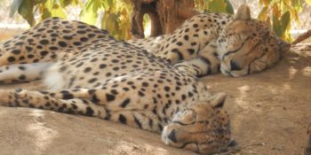 Zuid-Afrika Cheetah and Wildlife Conservationa middagdutje