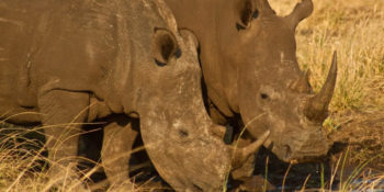 Zuid-Afrika Kruger Research and Conservation neushoorns 2
