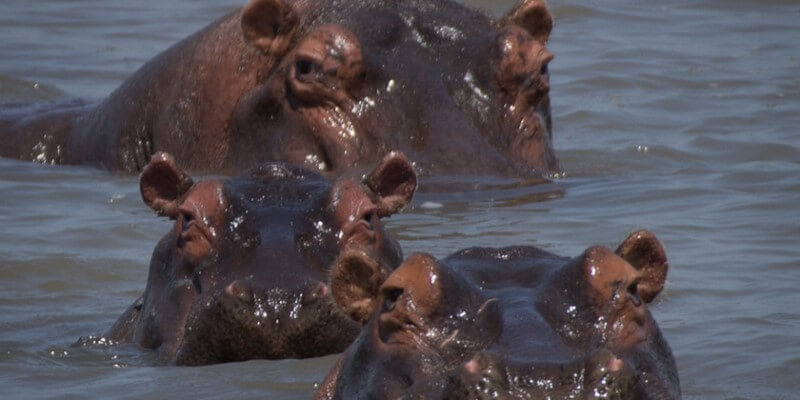 Zuid-Afrika Kruger Research and Conservation nijlpaarden