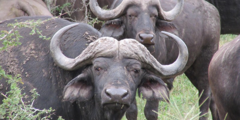 Zuid-Afrika Kwazulu Big 5 reservaten buffels