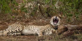 Zuid-Afrika Kwazulu Big 5 reservaten cheetah met halsband