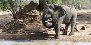 Zuid-Afrika Kwazulu Big 5 reservaten olifant bij waterplaats