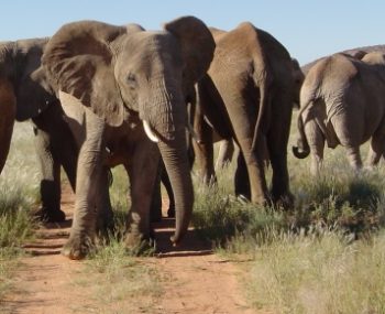 Zuid-Afrika Kwazulu Big 5 reservaten project olifantenZuid-Afrika Kwazulu Big 5 reservaten olifanten