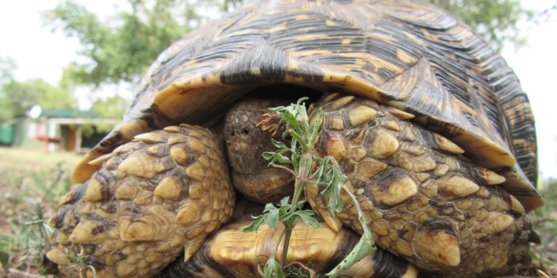 Zuid-Afrika Kwazulu Big 5 reservaten schildpad