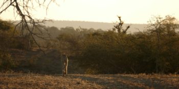 Zuid-Afrika Kwazulu Big 5 reservaten sunset
