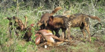 Zuid-Afrika Kwazulu Big 5 reservaten wilde honden