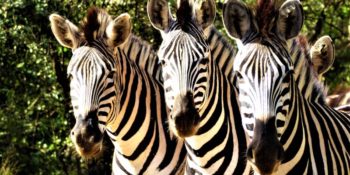 Zuid-Afrika Kwazulu Big 5 reservaten zebras