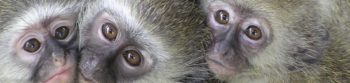 Zuid-Afrika Monkey Rehabilitation Centre