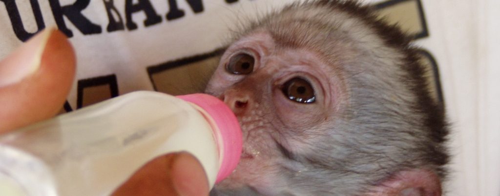 Zuid-Afrika Monkey rehab project flesjes tijd