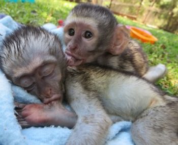 Zuid-Afrika Monkey Rehabilitation Centre
