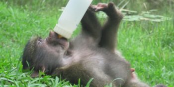Zuid-Afrika Monkey Rehabilitation project baby velvet aapje