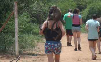 Zuid-Afrika Monkey Rehabilitation project bavianen uitlaten