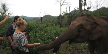 Thailand Olifantenproject bananen voeren