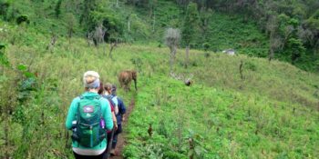 Thailand Olifantenproject bushwalk naar olifanten