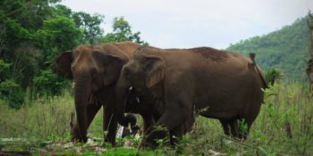 Thailand Olifantenproject evenbijkletsen