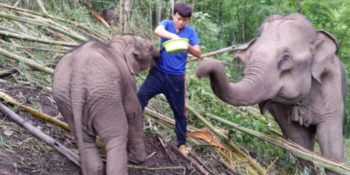 Thailand Olifantenproject olifant met verzorger