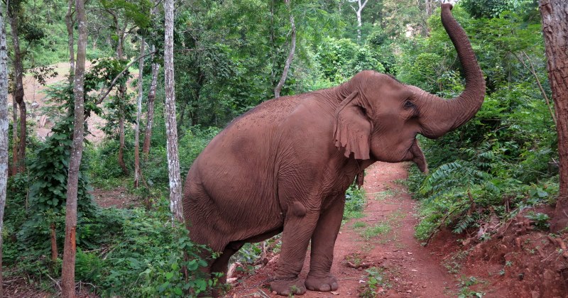Thailand Olifantenproject olifant