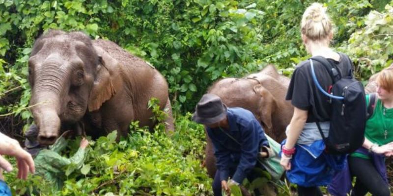 Thailand Olifantenproject onderzoekdoen