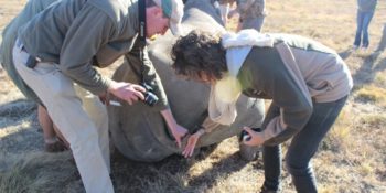 Welgevonden Lisette Meehelpen tijdens de identificatie bij een rhino capture
