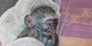 Zuid-Afrika Monkey Rehab Ymke 2