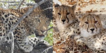 Big 5: Jaguar + cheetah