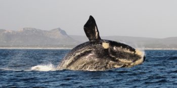 Zuid-Afrika Marine Conservation Gansbaai whales