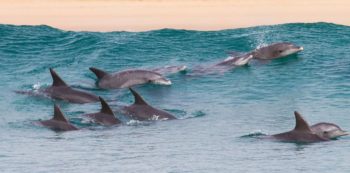 Tanzania Zanibar Dolphin Research and Marine Conservation dolphins 2